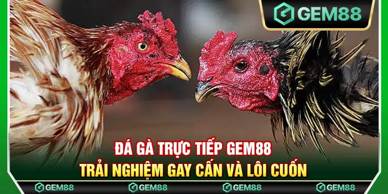 Đá gà trực tiếp Gem88 – Trải nghiệm gay cấn và lôi cuốn