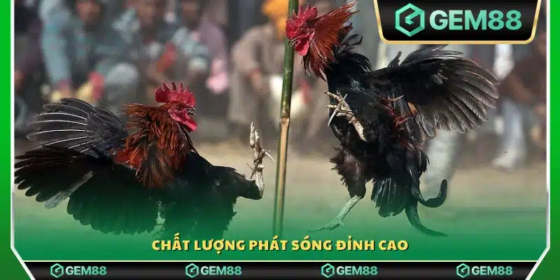 Truyền hình trực tiếp với độ phân giải cao