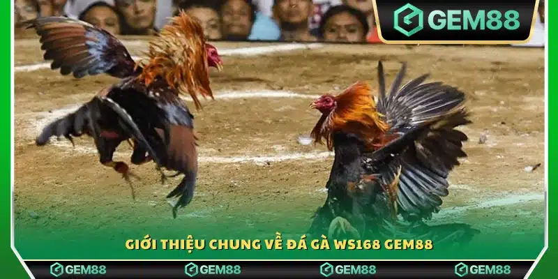Khái quát về trò chơi đá gà WS168 tại Gem88