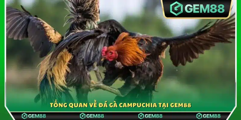 Khái quát về đá gà Campuchia tại Gem88