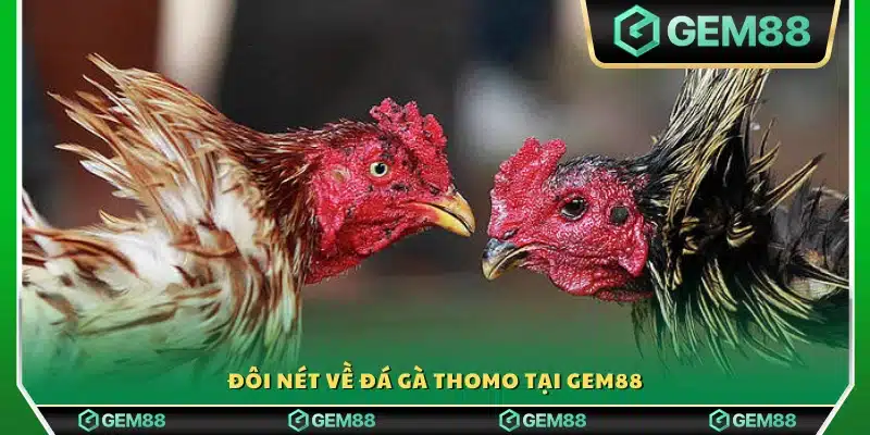 Tổng quan về đá gà Thomo tại nền tảng Gem88